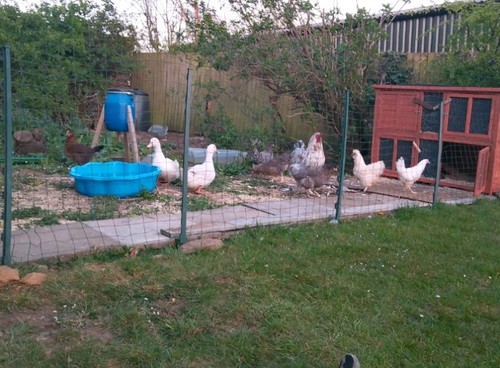 26ft chicken wire fencing - 26ft,